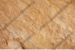 muskrat fur 0002